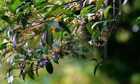 門口種桂花|院子裡種桂花樹的禁忌，庭院東方和大門口種植